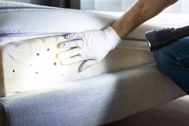 Best Pest Removal Services  in Elm Grove, WI